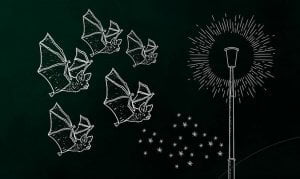 Trame noire - espèces pollution